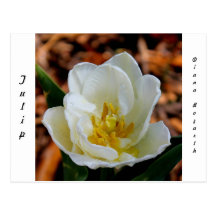 Tulipán Postal