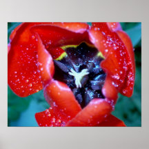 tulipán impresiones