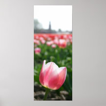 Tulipán Poster