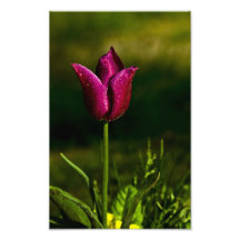 Tulipán púrpura con gotas de lluvia arte fotográfico