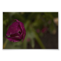 Tulipán púrpura fotos
