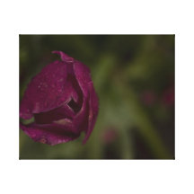 Tulipán púrpura lona envuelta para galerías