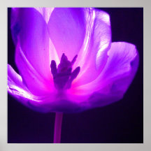 Tulipán púrpura impresiones