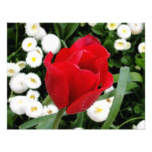 Tulipán rojo atractivo comunicado