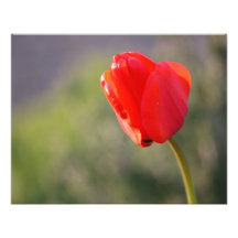 Tulipán rojo brillante arte con fotos