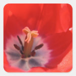 Tulipán rojo calcomania cuadradas personalizadas