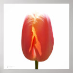 Tulipán rojo impresiones