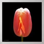 Tulipán rojo impresiones