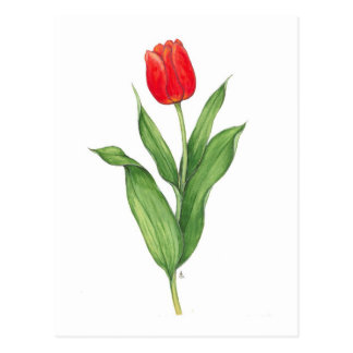 Tulipán rojo postal