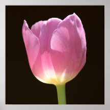Tulipán rosado posters