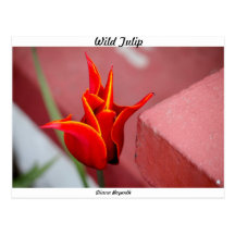 Tulipán salvaje tarjetas postales