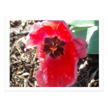 ¡Tulipán! Tarjeta Postal