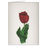 Tulipán Tarjetón