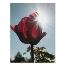 Tulipán y deslumbramiento Sun Tarjeta Postal