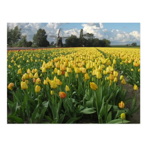 Tulipanes amarillos en un campo Holanda Postales
