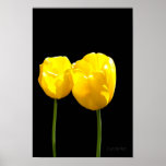 Tulipanes amarillos "flotantes" poster