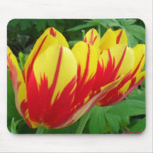 tulipanes amarillos rojos tapetes de ratones