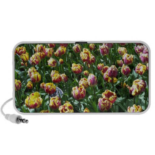 Tulipanes amarillos y púrpuras altavoces