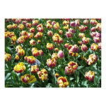 Tulipanes amarillos y púrpuras anuncio