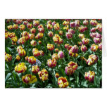 Tulipanes amarillos y púrpuras tarjetón