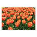 Tulipanes anaranjados impresion fotografica