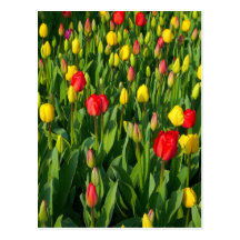 Tulipanes coloridos II Tarjeta Postal