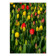 Tulipanes coloridos - vertical tarjeta