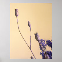 Tulipanes de florecimiento minúsculos posters