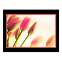 Tulipanes de la luz suave, fotografía floral, plan tarjetas postales