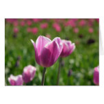Tulipanes de la primavera en Oregon Felicitación