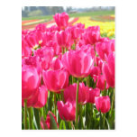 Tulipanes de la primavera en Oregon Tarjeta Postal