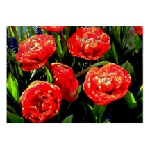 Tulipanes de muchos pétalos tarjetas de visita