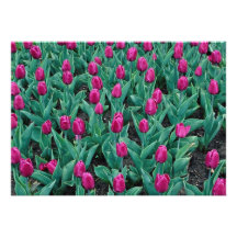 Tulipanes de Triumph, rosas fuertes Comunicado
