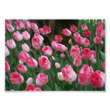 Tulipanes del rosa de la impresión fotográfica