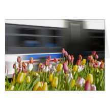 Tulipanes en el ingenio de la ciudad felicitacion 