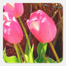 Tulipanes en el viento calcomanías cuadradas