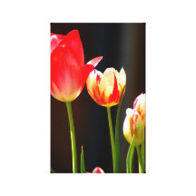 Tulipanes en lona lona envuelta para galerias