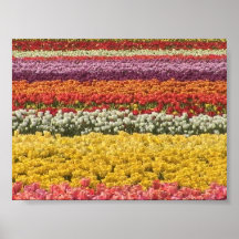 Tulipanes enmarcados impresiones