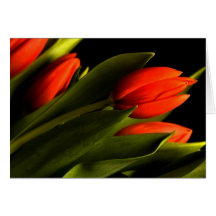 Tulipanes Felicitación
