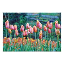 Tulipanes Fotografia