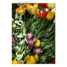 Tulipanes magníficos tarjetas
