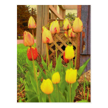 Tulipanes Postales