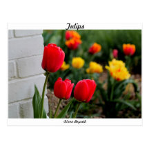 Tulipanes Postales