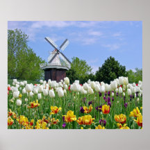Tulipanes Posters