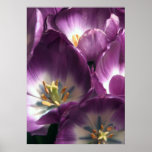 Tulipanes púrpuras impresiones
