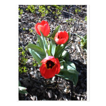 Tulipanes rojos del parque de la ciudad de Paso Ro Postal