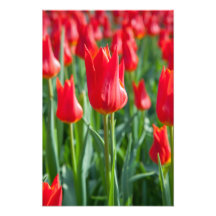 Tulipanes rojos fotografías  