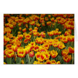 Tulipanes rojos y amarillos felicitación