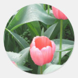 Tulipanes rosados del pegatina pegatinas