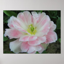 Tulipanes rosados posters
